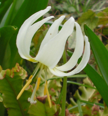 Erythronium_Minniehaha_003.jpg