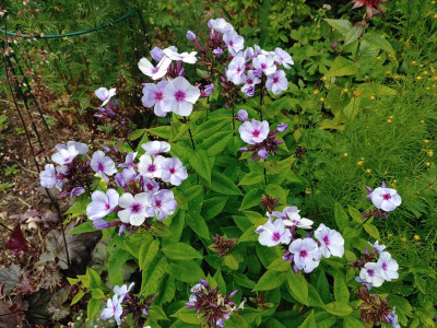 Phlox Swizzle Blue 20220710_131514.jpg