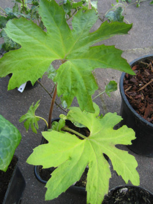 Petasites_GoldenPalms_9837.jpg