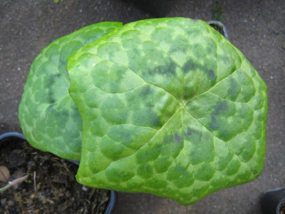 Podophyllum_Spotty_Dotty_98.jpg