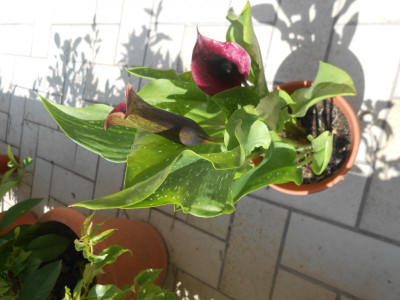 DSCN4496.JPG