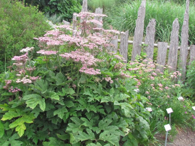 heracleum sphondylium pink cloud.JPG