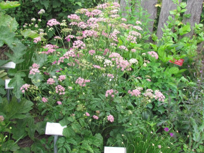 p pimpinella major rosea.JPG