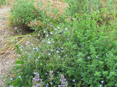 Borago pygmea.JPG