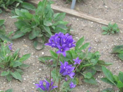 Campanula Joan Elliot.JPG