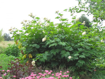 Filipendula kamtschatica.JPG