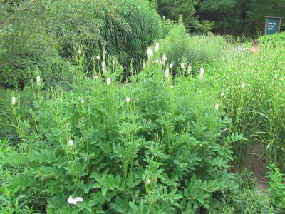 P Sanguisorba Northern Lights.JPG