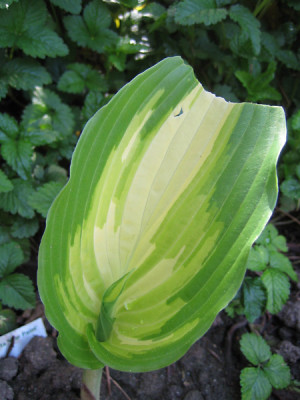 hosta_war_paint_9854.jpg