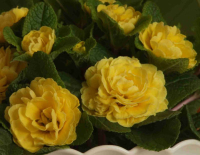 Primula_Belarina_Butter_Yellow.jpg