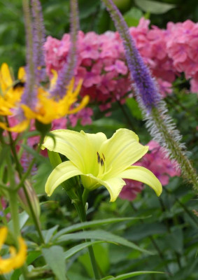 2022-07-10 Hemerocallis 'Tetrina's Daughter' 1.jpg