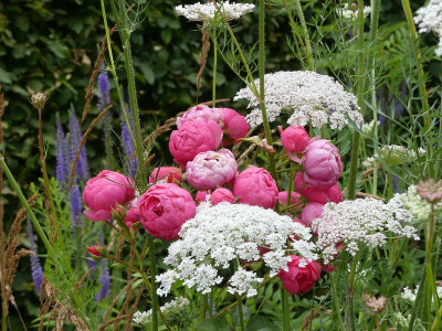 2022-07-10 Gartenimpressionen 2.jpg