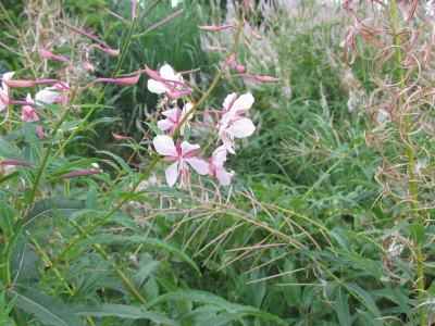 P Epilobium Stahl Rose.JPG