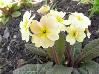 Primula_Cowichan_gelbe_Tone_DSCN1761.jpg