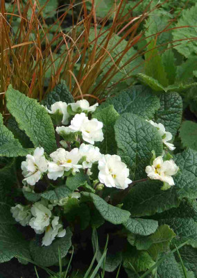 Primula_weiss_gefuellt.jpg