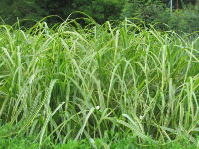 P Miscanthus Goldfeder.JPG