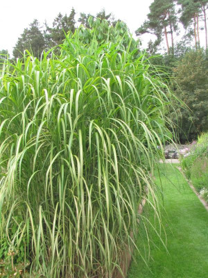 P Miscanthus Jubilar.JPG