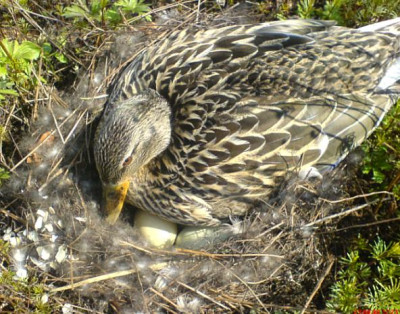 080427_Ente.jpg