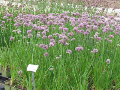 T Allium Summer Beauty.JPG