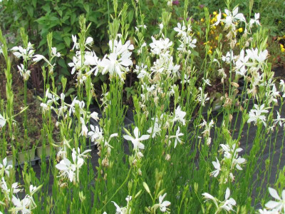 T Gaura Cool Breeze.JPG