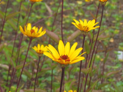 T Heliopsis P Sunset.JPG
