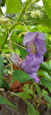 Impatiens argute.jpg