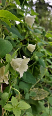 Codonopsis pilo..jpg