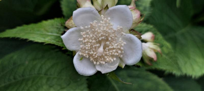 Deinanthe Alba.jpg