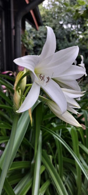 Crinum pow. Album.jpg