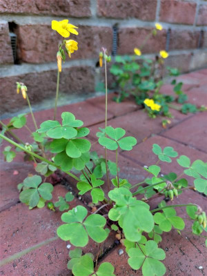 Oxalis val..jpg