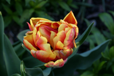 Tulpen1908.jpg