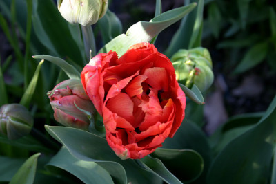 Tulpen1808.jpg