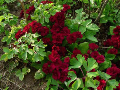 Primula_Captain_Blood_DSCN2067.JPG