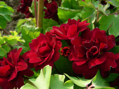 Primula_Captain_Blood_DSCN2068.JPG