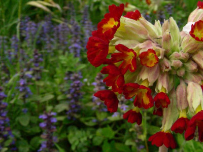Primula_veris_Sunset_Shades_mit_Ajuga_DSCN2053.JPG