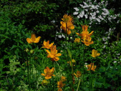 chinensis 'Golden Queen' 2020-06-21.JPG