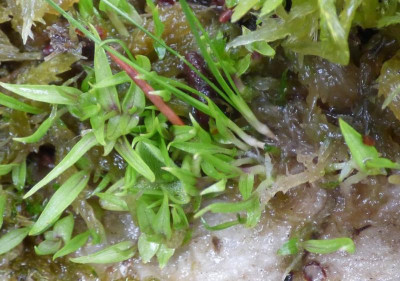Orchidseedling ax2.jpg