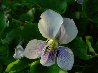 Viola_sororia_Priceana_DSCN2047.JPG