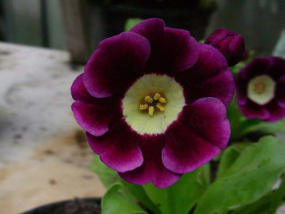 Argus_DSCN1919.JPG