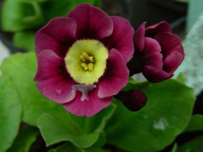 Pippin_DSCN1924.JPG