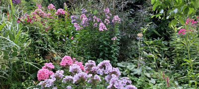 Phlox und Black Lace.jpg