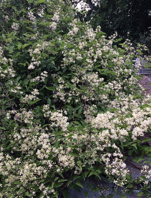 2022-07-11 Clematis gouriana.jpg