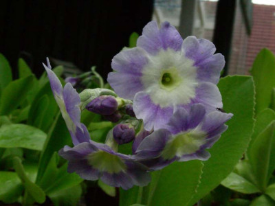 Hellblau_DSCN1910.JPG