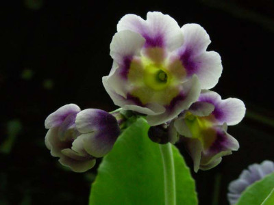 Veilchenblau_Wei_DSCN1912.JPG