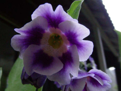 Dark_Indigo_DSCN2037.JPG