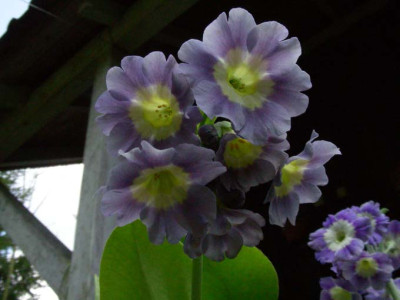 Graublau_DSCN2034.JPG