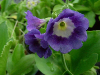 Gartenaurikel_Blau_DSCN1986.JPG
