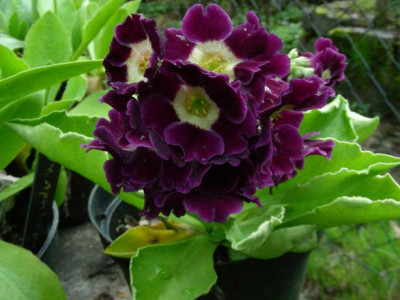 Gartenaurikel_DSCN1967.JPG