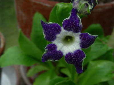 Star_Flowers_DSCN1897.JPG