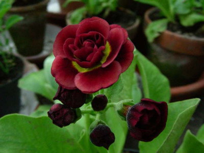Crimson_Glow_DSCN1988.JPG