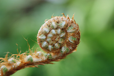 Farn-beeinflusste-Natur-small.jpg